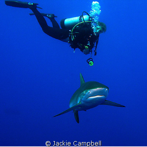 Silky shark with diver.
This is this divers current scre... by Jackie Campbell 